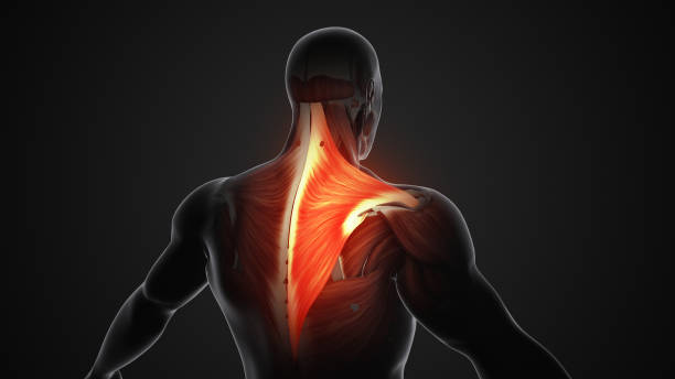dolore al trapezio