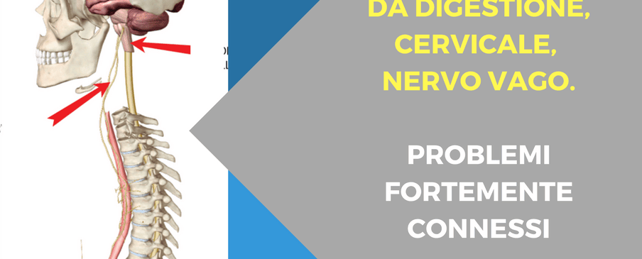 Illustrazione del nervo vago e della sua connessione tra cranio, cervicale e apparato digerente.
