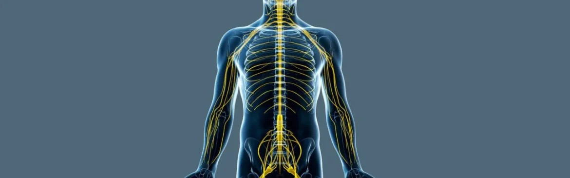 Rappresentazione anatomica del sistema nervoso umano con evidenza del nervo vago e delle sue connessioni nel corpo.