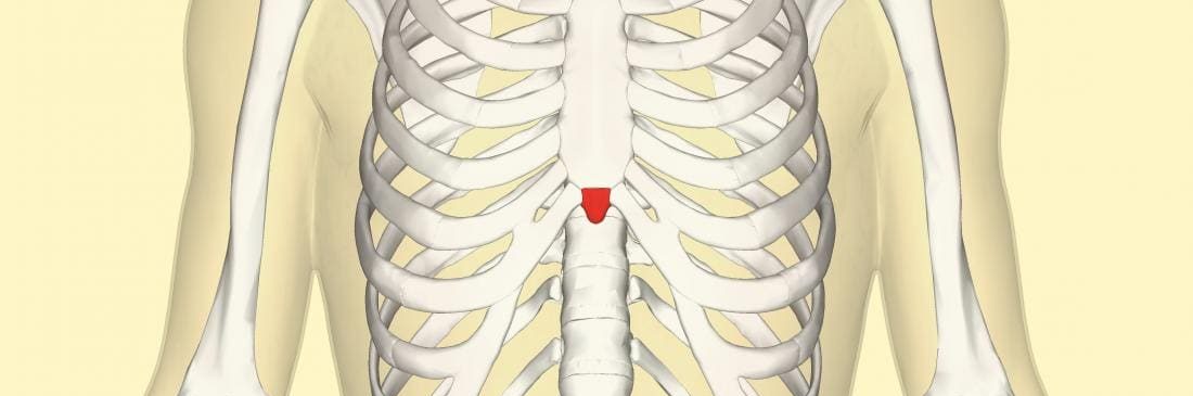 Processo xifoideo evidenziato in rosso nella gabbia toracica – anatomia dello sterno per trattamento xifoide
